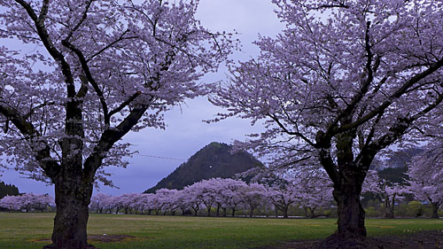 桜と嶽山