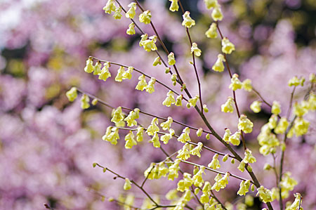 花01