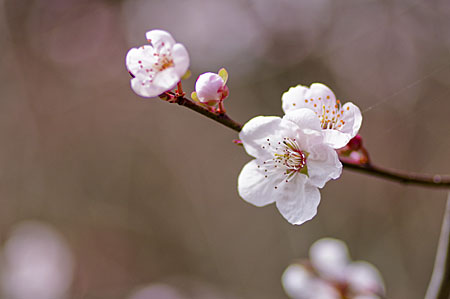 花02