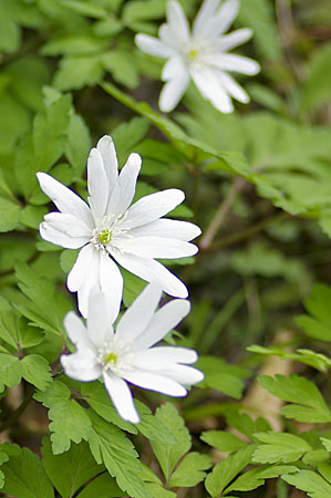 花03