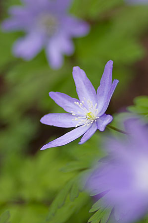 花04